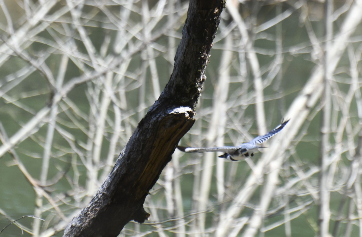 Belted Kingfisher - ML617715579