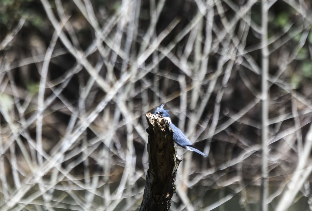 Belted Kingfisher - ML617715580