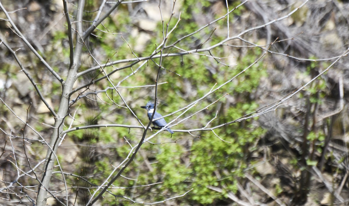 Belted Kingfisher - ML617715581