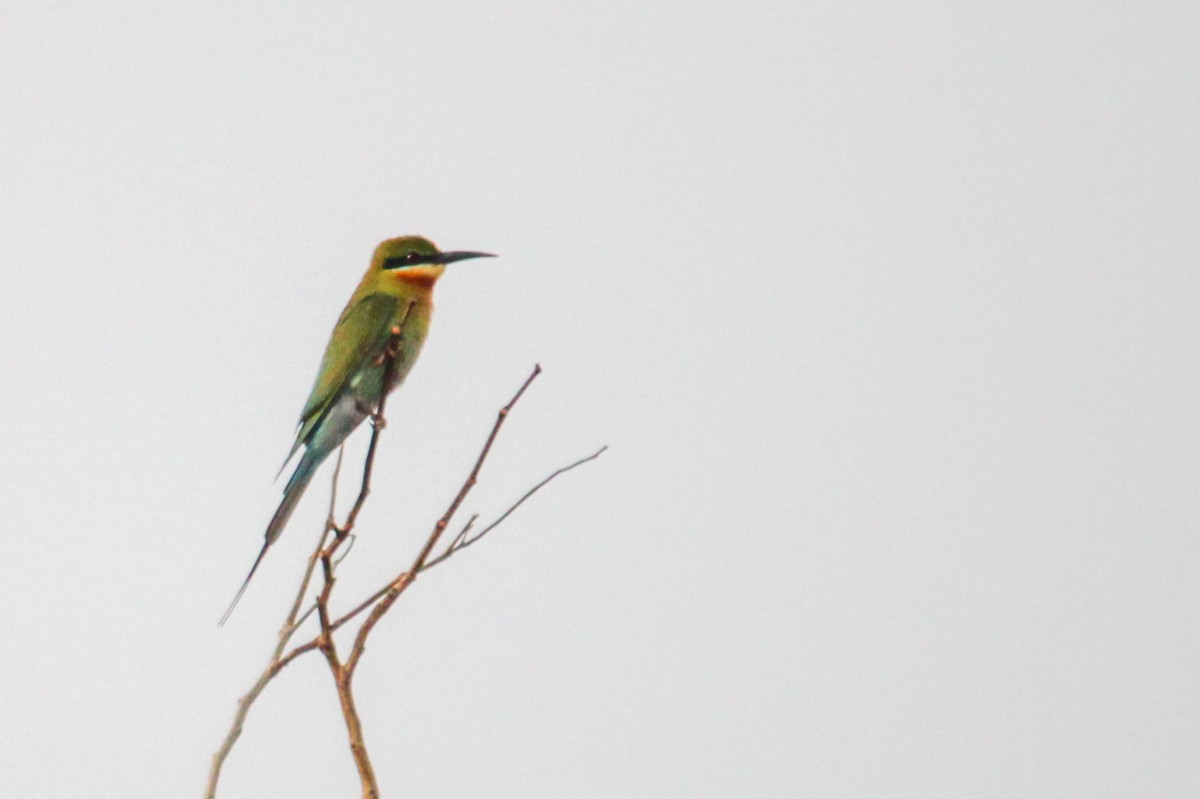 Blue-tailed Bee-eater - ML617715590