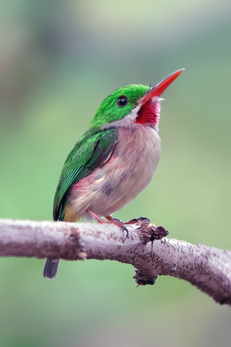 Broad-billed Tody - ML617715594