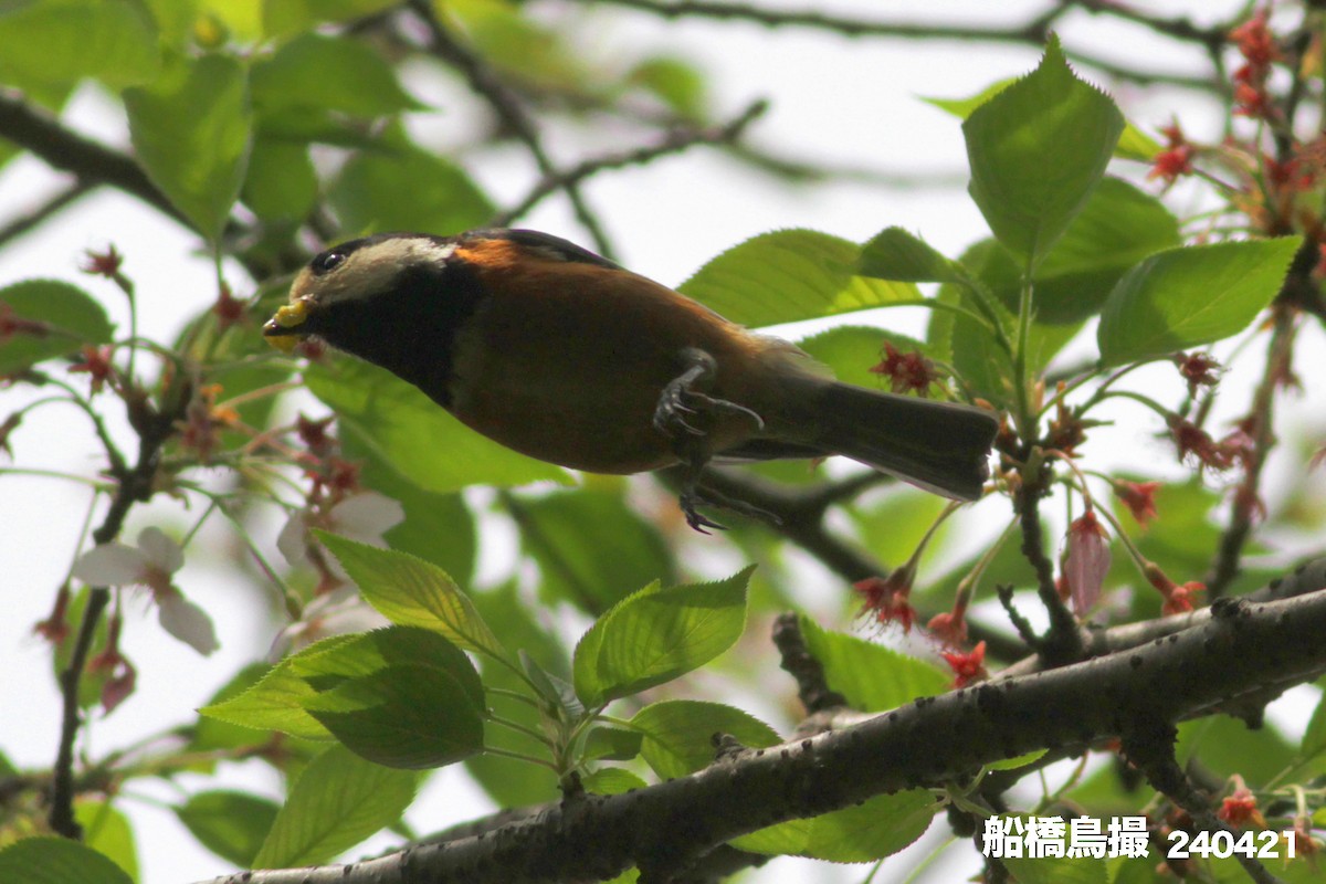 Varied Tit - ML617715602