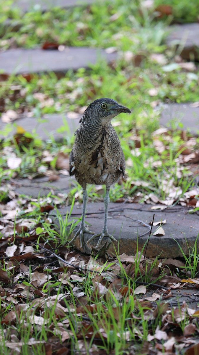 Malayan Night Heron - ML617715620