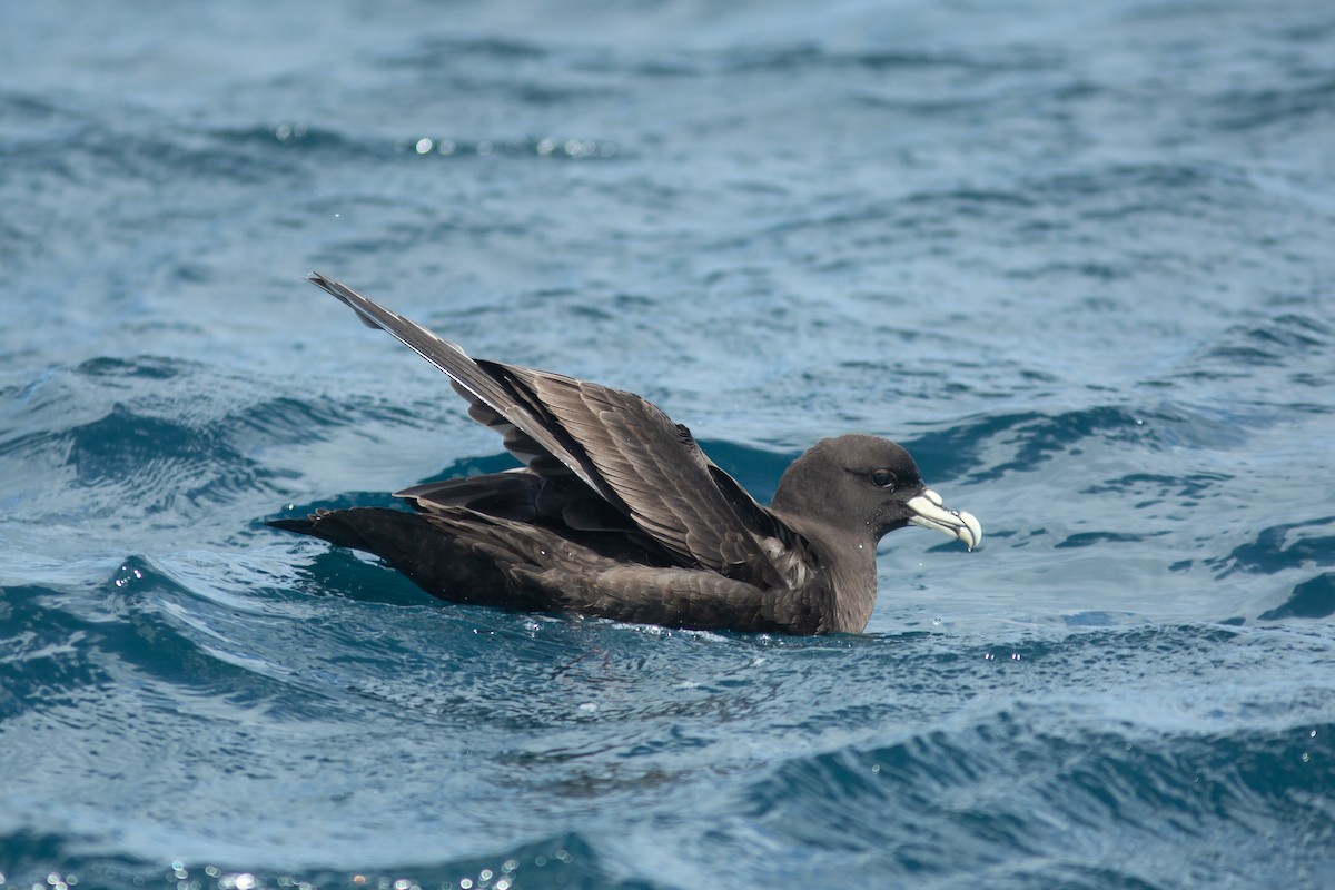 Puffin à menton blanc - ML617715653