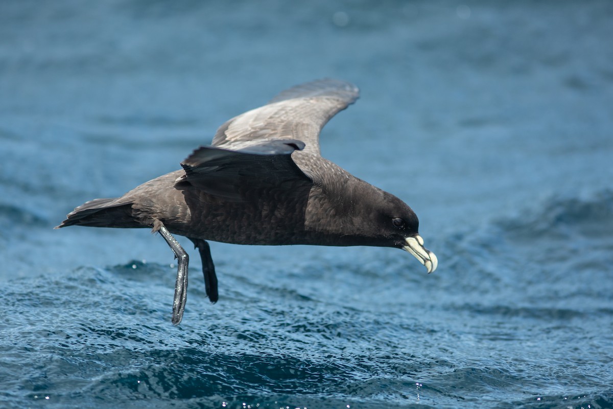 White-chinned Petrel - ML617715654