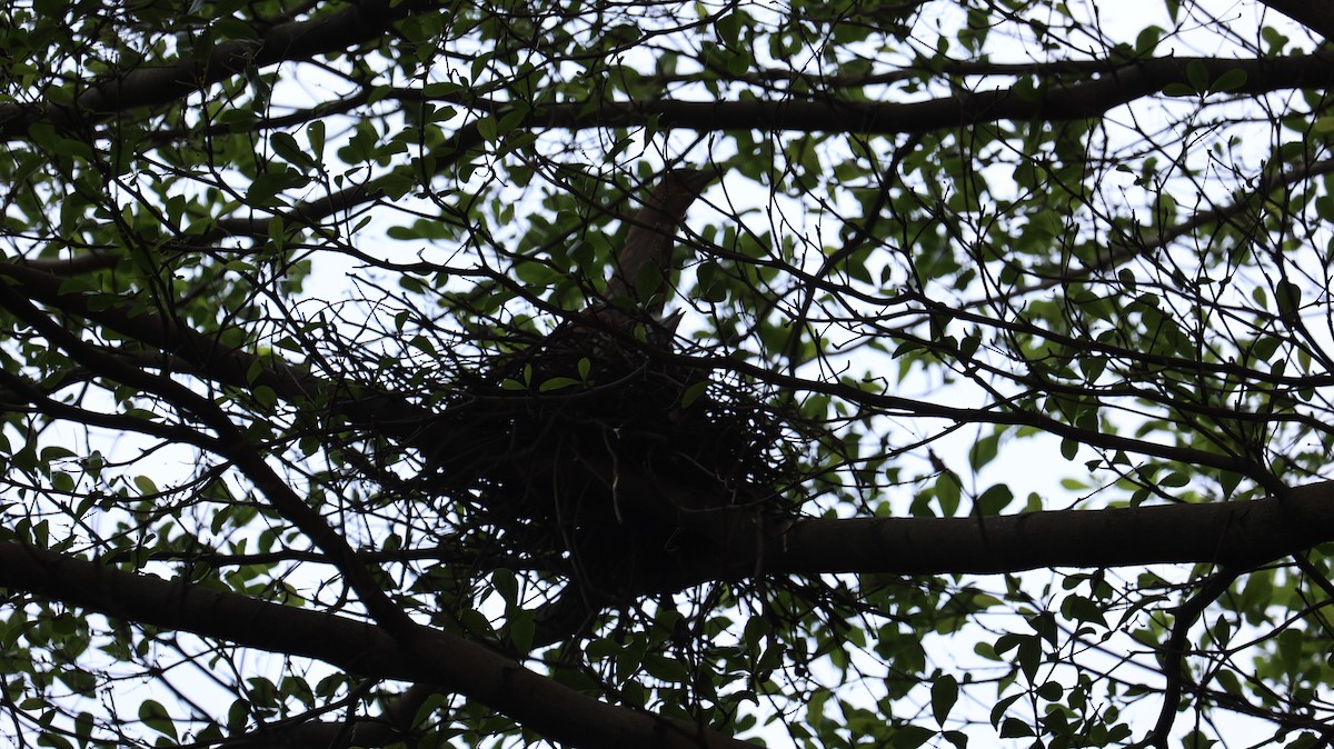 Malayan Night Heron - ML617715658