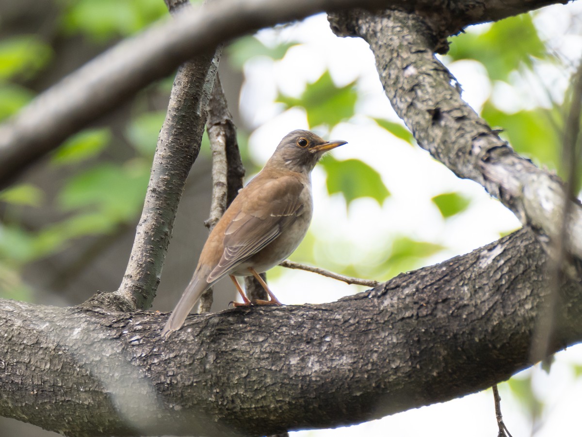 Pale Thrush - ML617715662