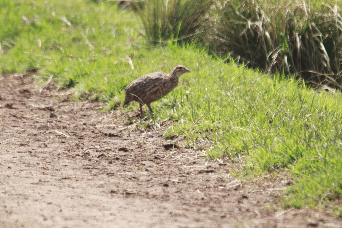 Elgon Francolin - ML617715675