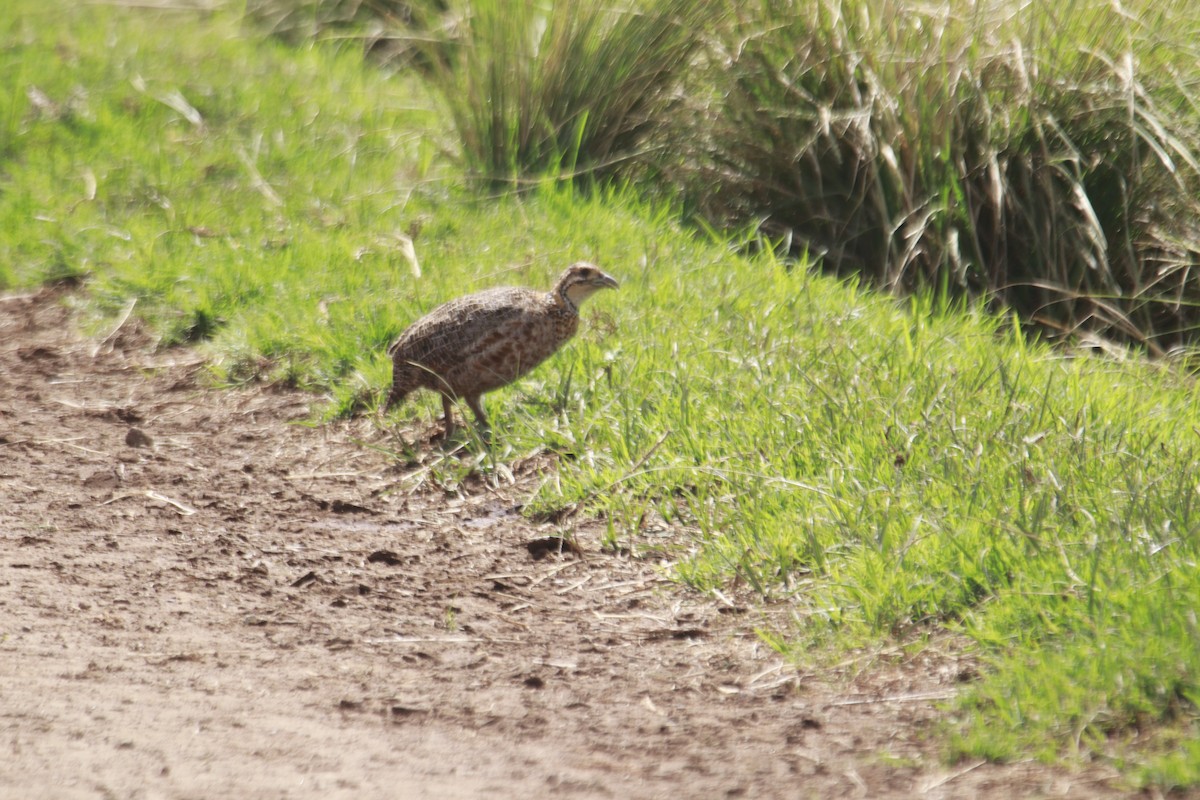 Elgon Francolin - ML617715676