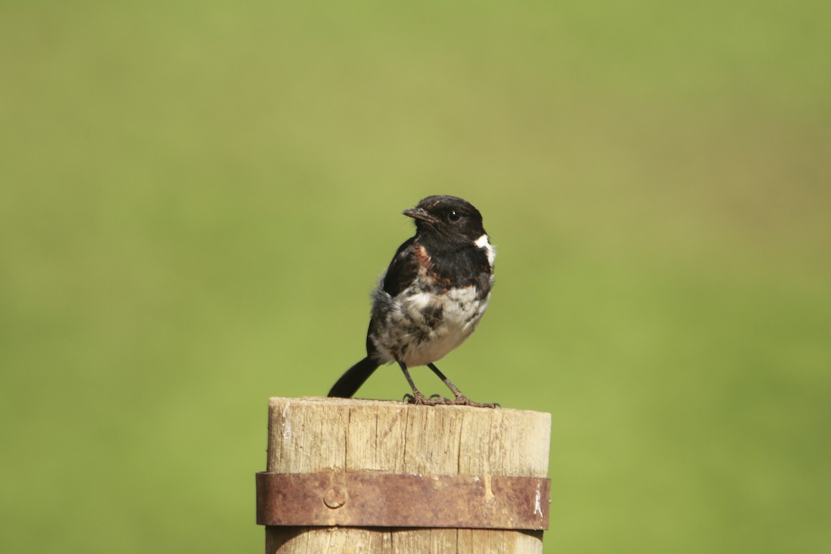 African Stonechat - James Apolloh ~Freelance Tour Guide