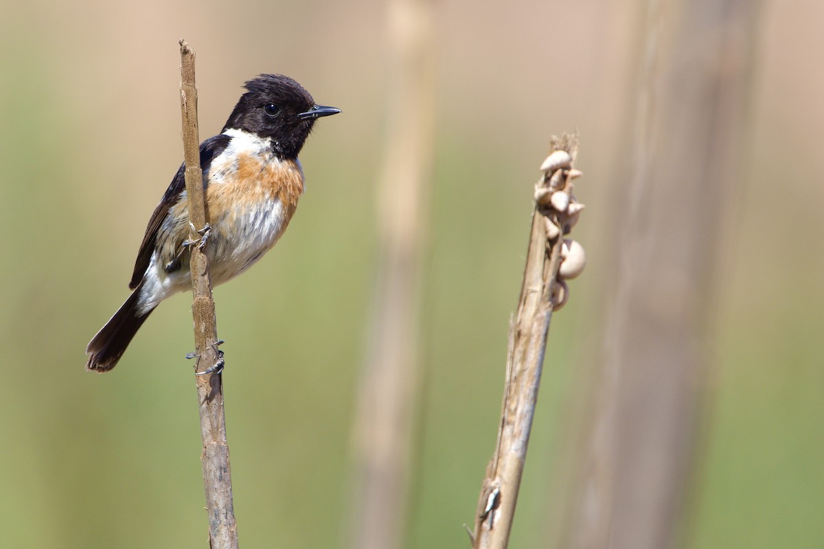 European Stonechat - Mehdi Sadak