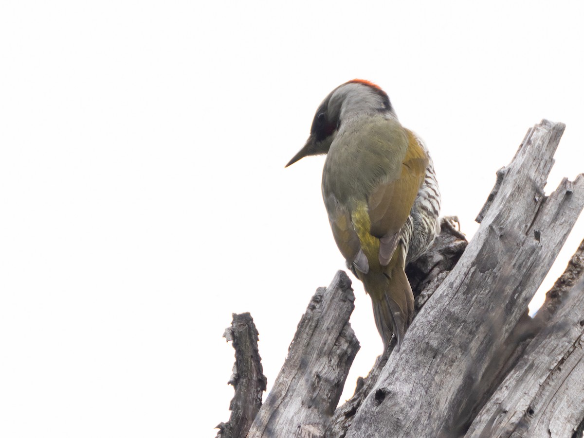 Japanese Woodpecker - ML617715718