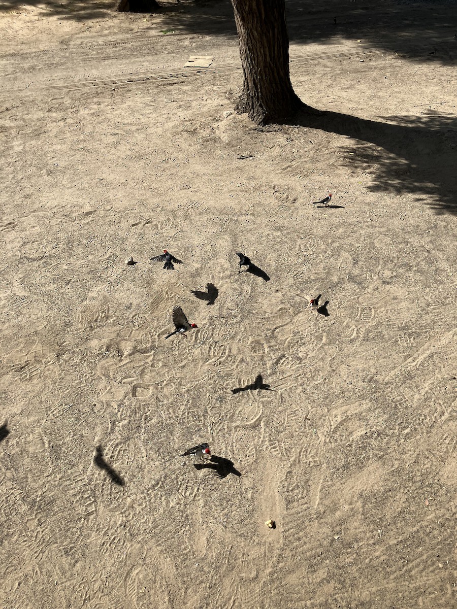 Yellow-billed Cardinal - ML617715758