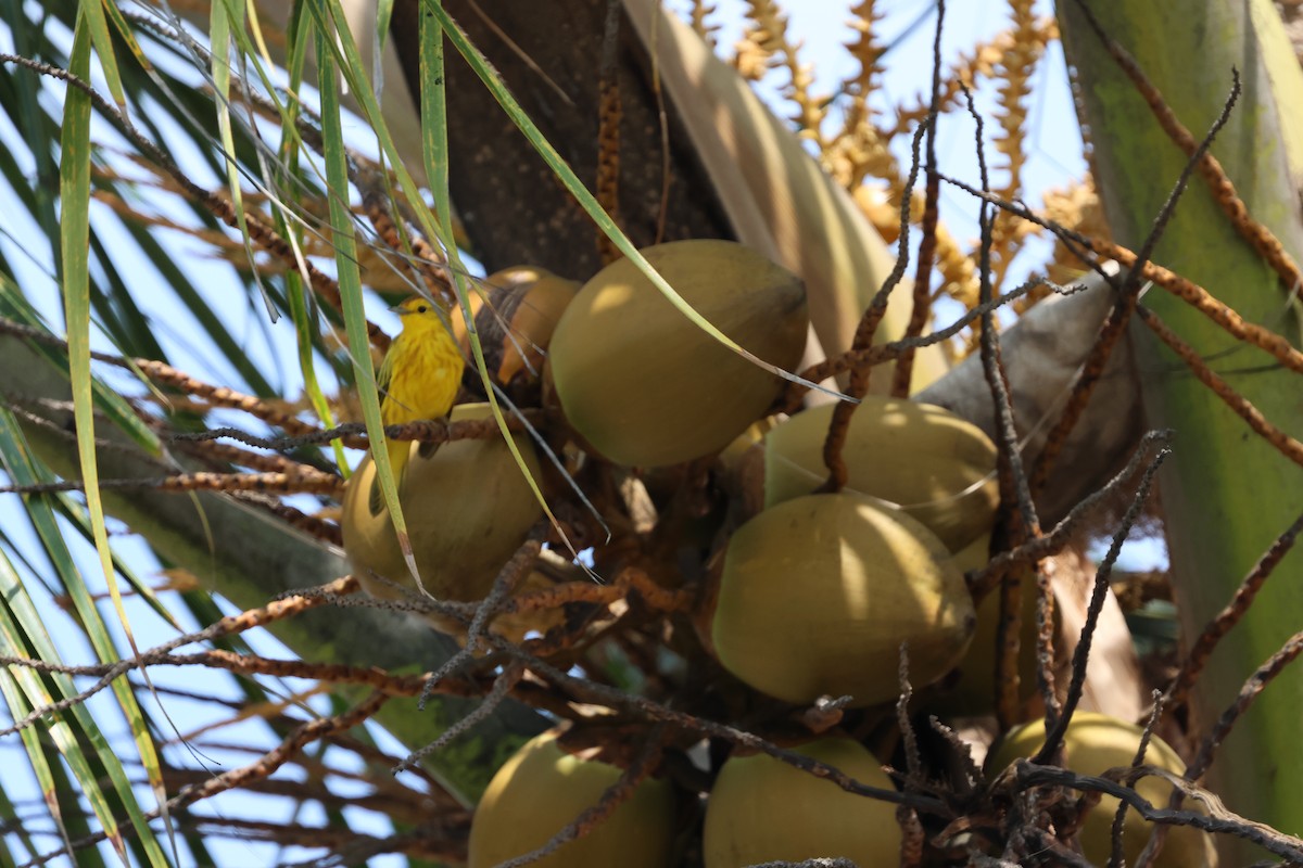 Yellow Warbler - ML617715788