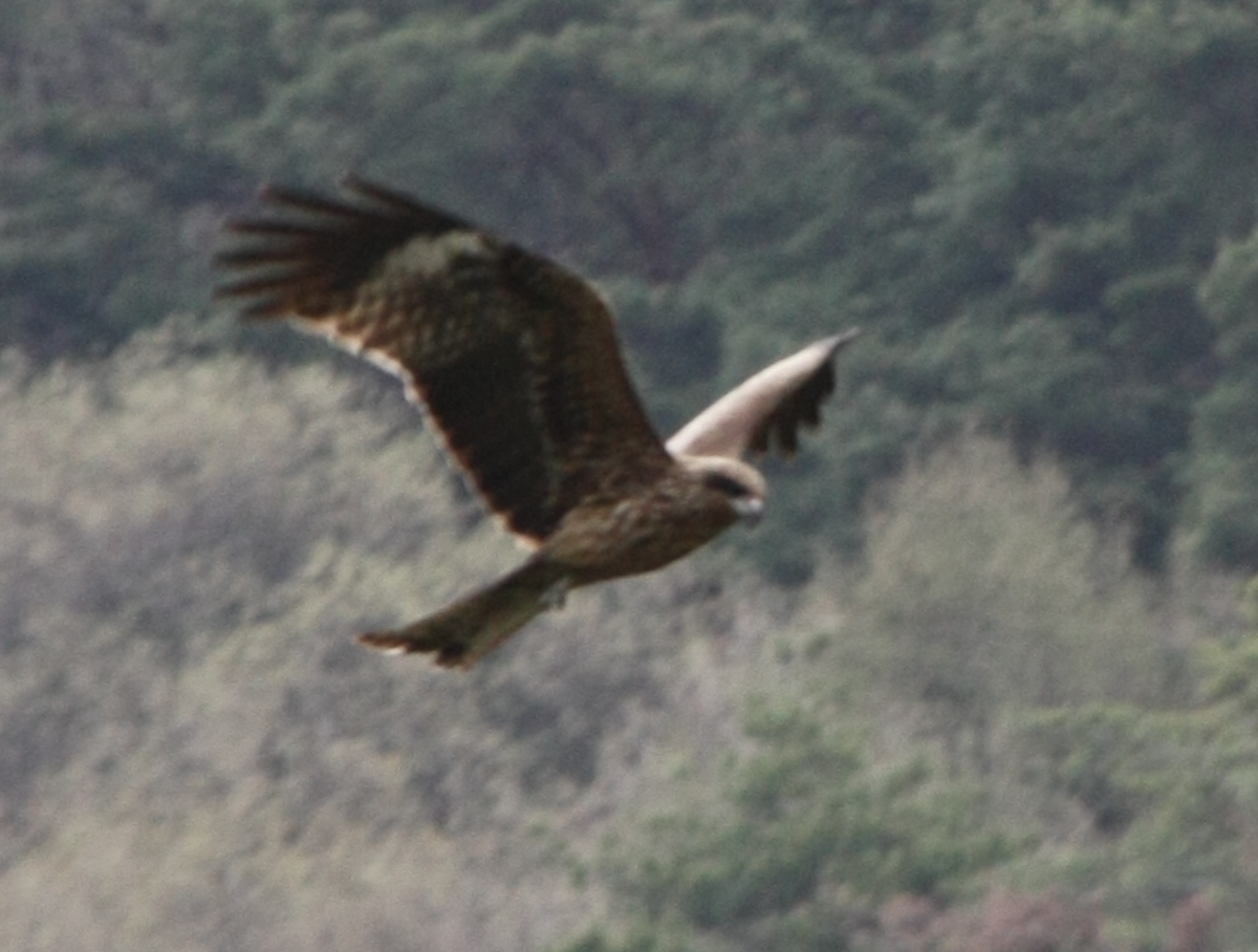 黑鳶 - ML617715815