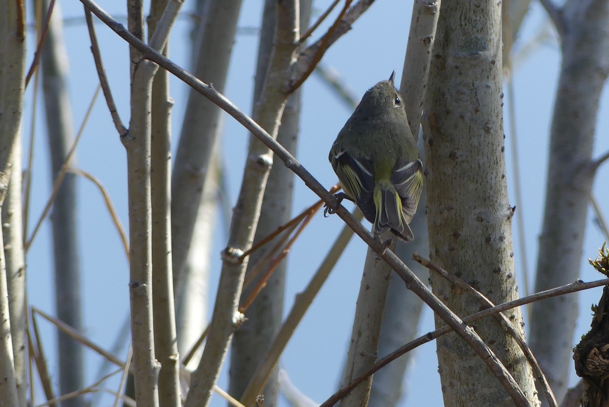 Ruby-crowned Kinglet - ML617715831