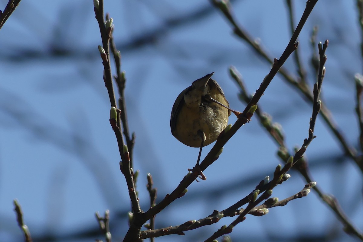 Ruby-crowned Kinglet - ML617715844