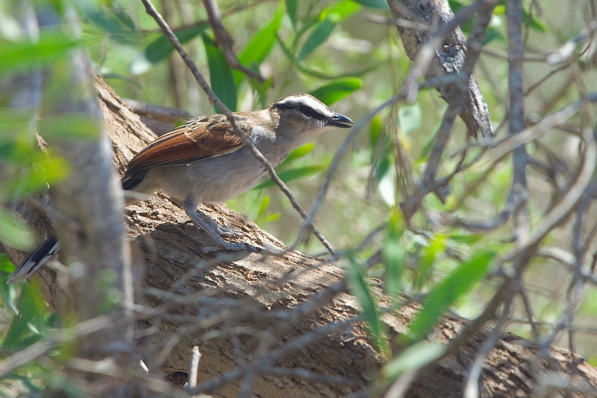 Black-crowned Tchagra - ML617715858