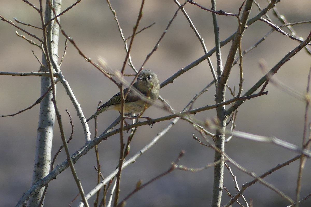 Ruby-crowned Kinglet - ML617715860