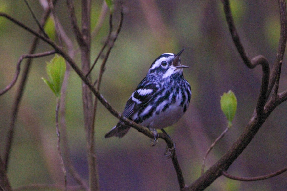 Black-and-white Warbler - Jason Lenzi