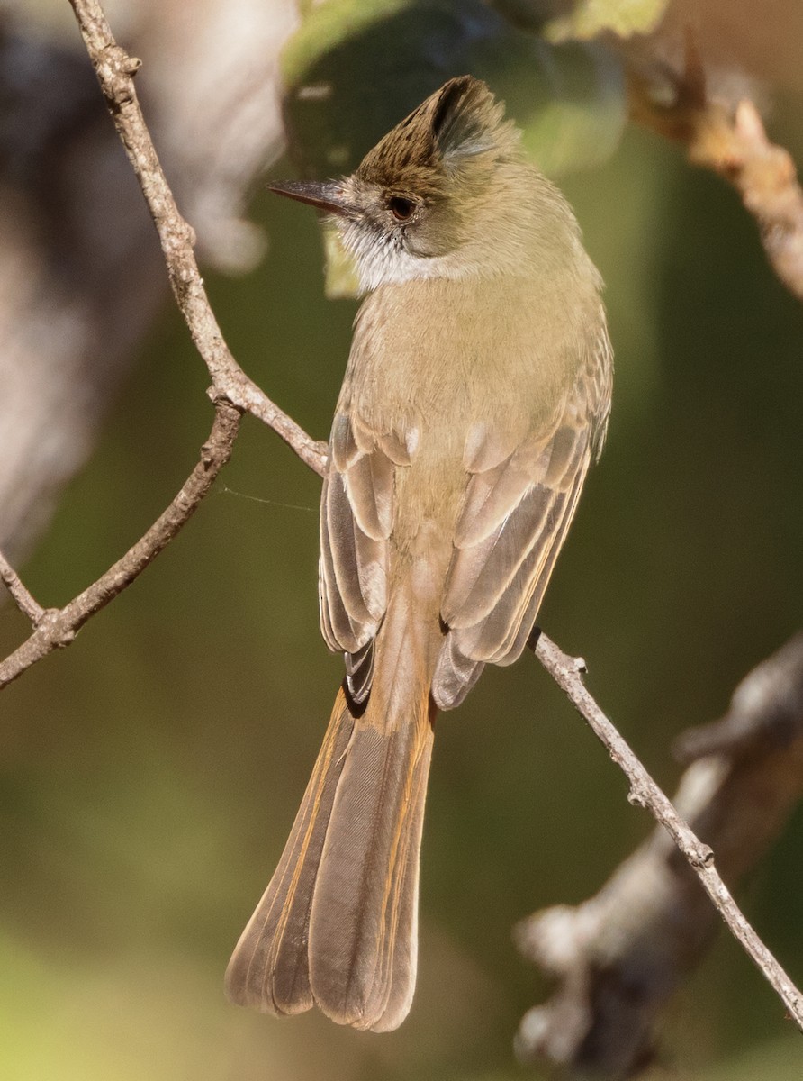 Dusky-capped Flycatcher - Scott Young