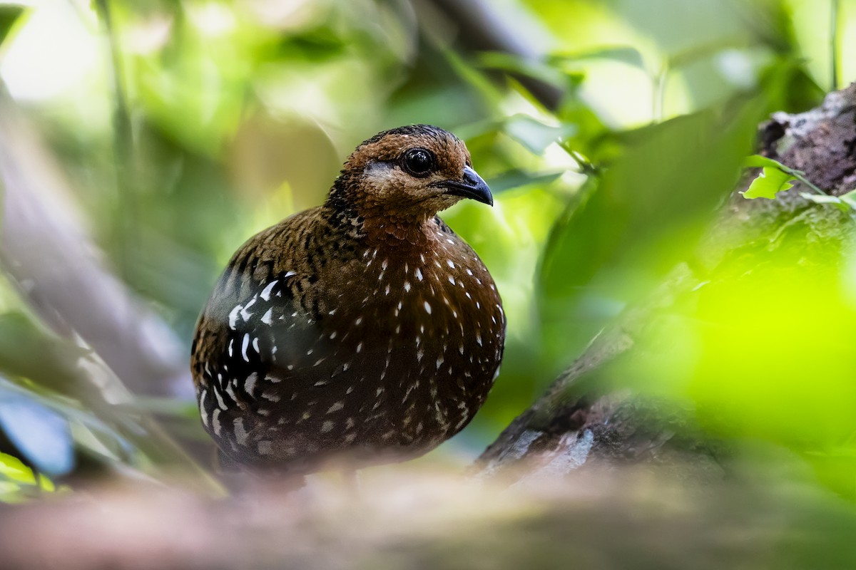 Chestnut-headed Partridge (Chestnut-headed) - ML617715912