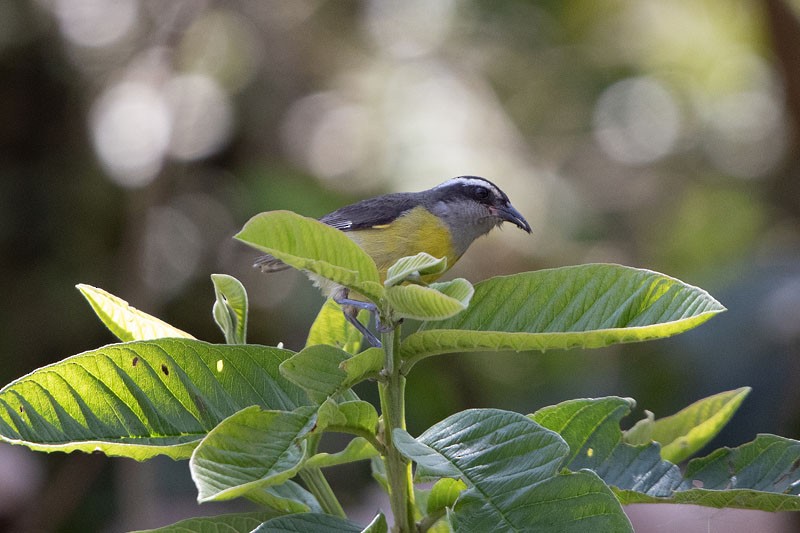 Bananaquit - Joseph Mitchell