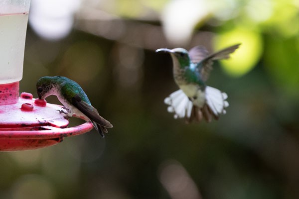 Coppery-headed Emerald - Joseph Mitchell