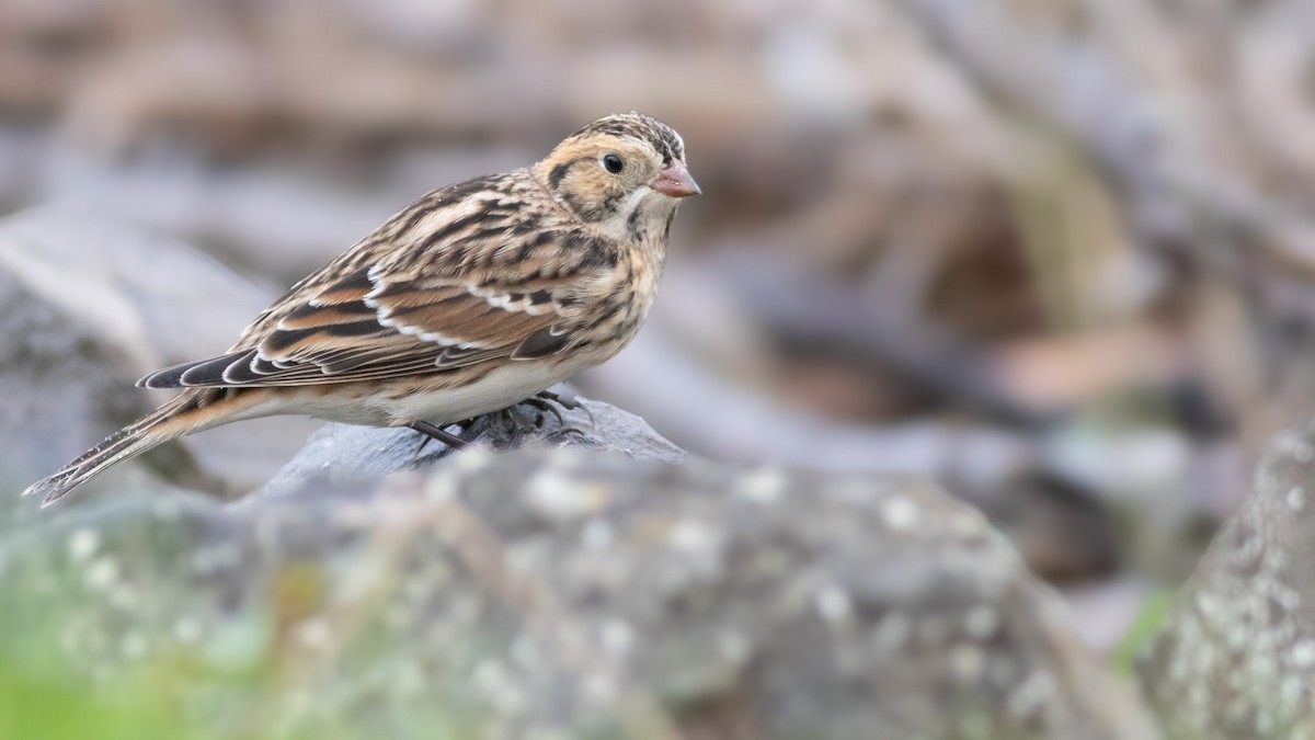 Lapland Longspur - Pierre Montieth