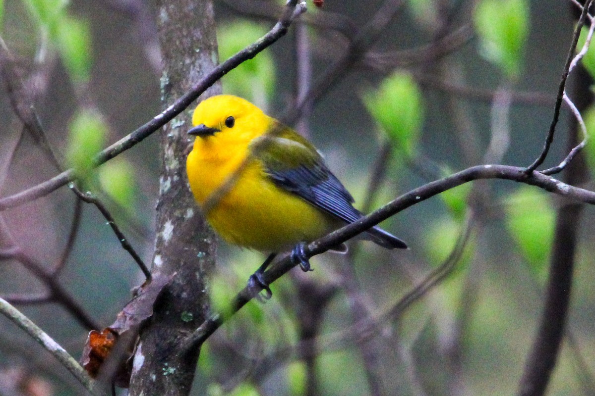 Prothonotary Warbler - Jason Lenzi