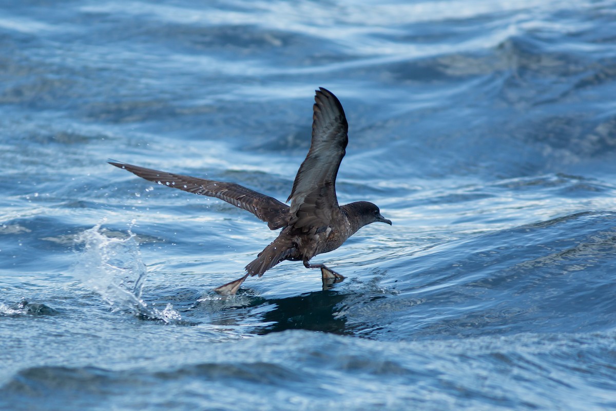 Puffin à bec grêle - ML617715950