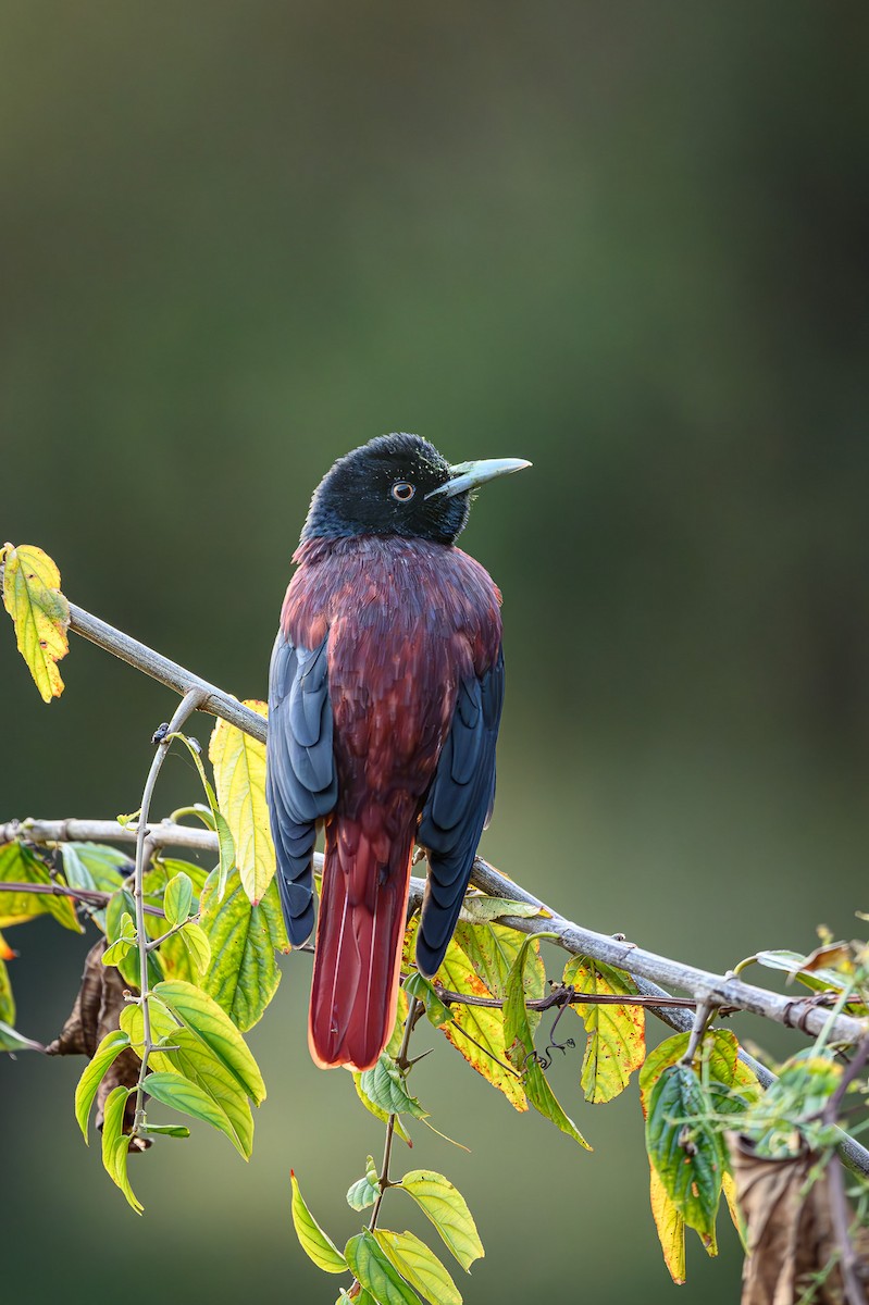 Maroon Oriole - ML617715972