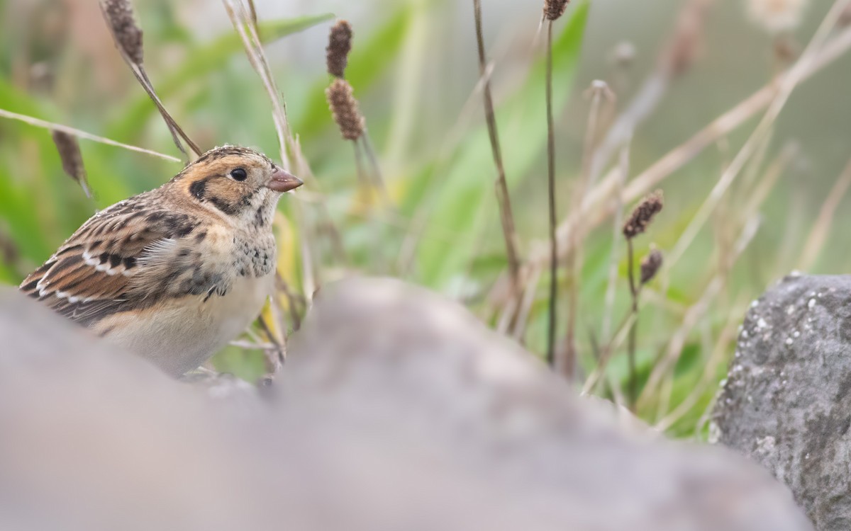 Lapland Longspur - ML617715973