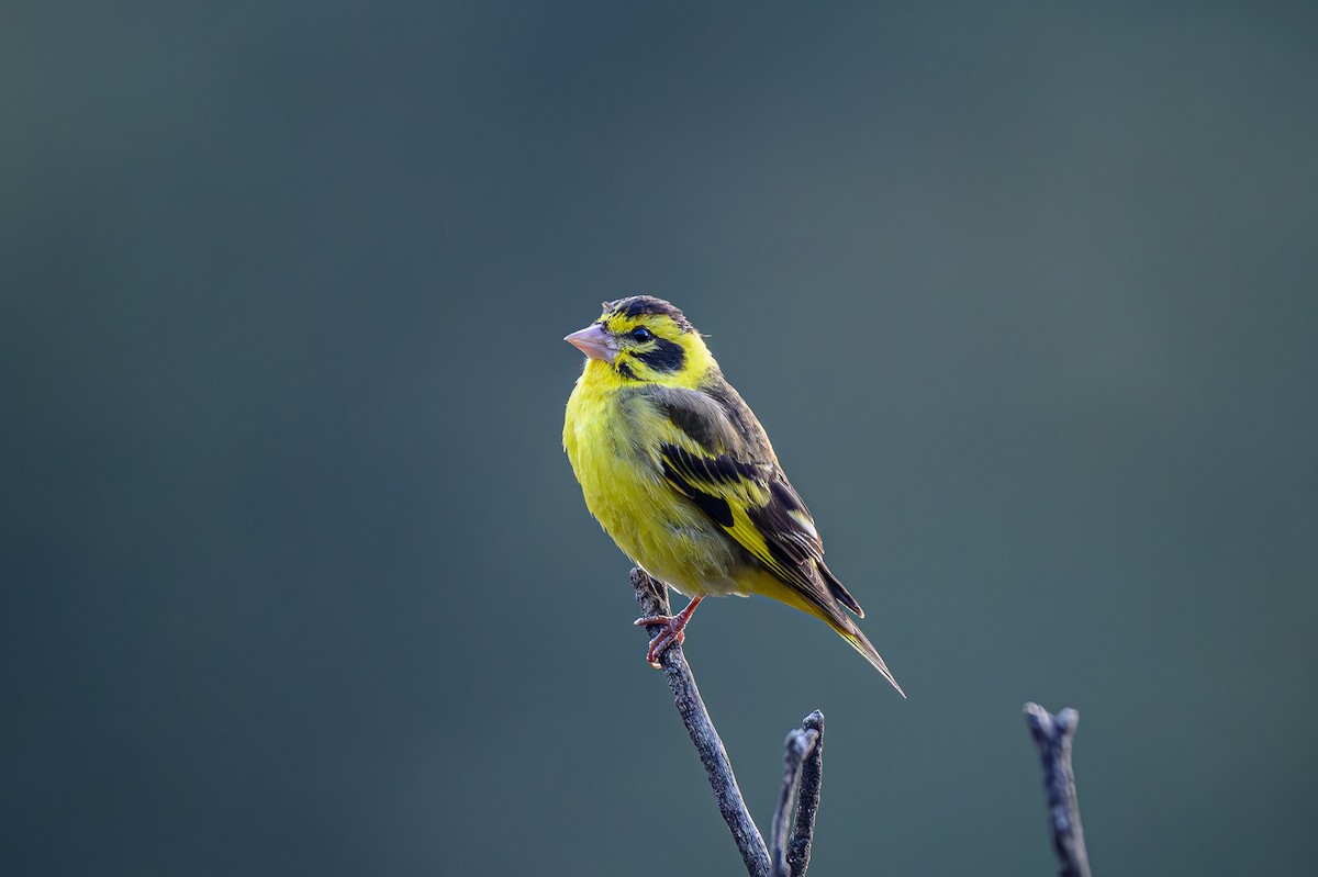 Yellow-breasted Greenfinch - ML617715978