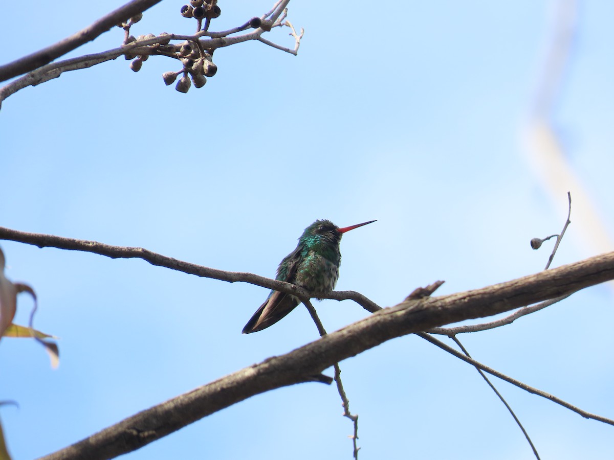 kolibřík lesklobřichý - ML617716016