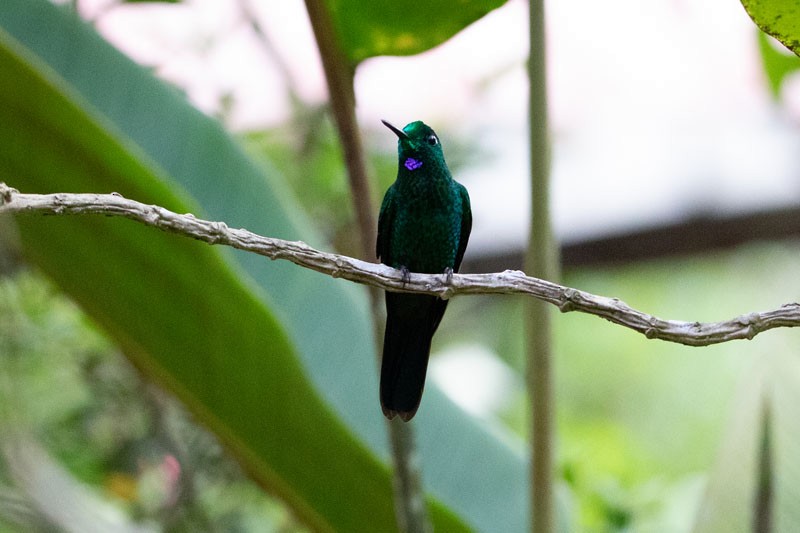 Green-crowned Brilliant - Joseph Mitchell