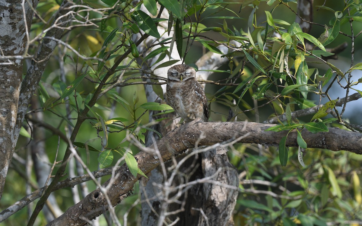 Spotted Owlet - ML617716028