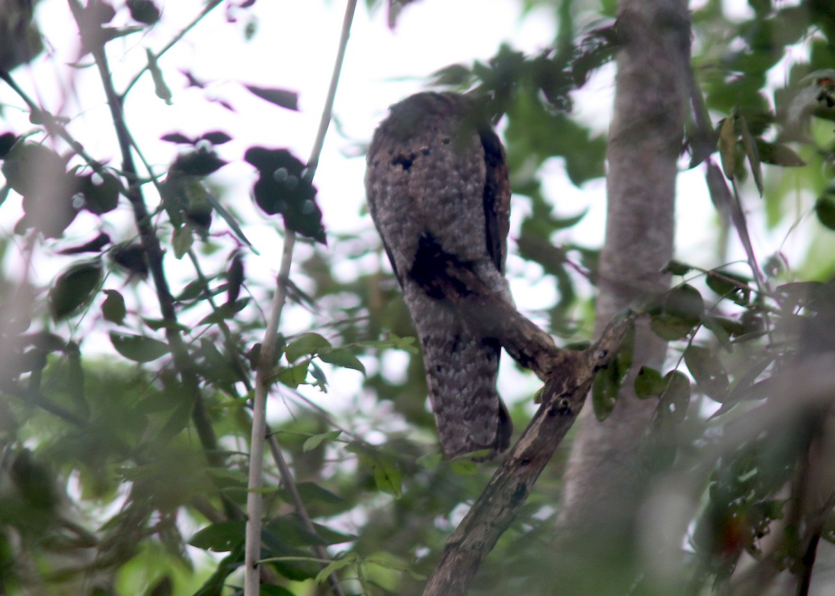 Northern Potoo - ML617716053