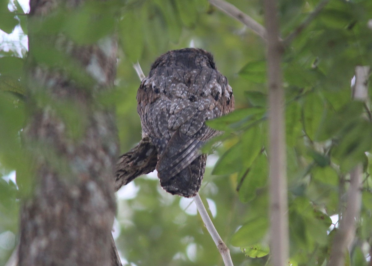 Northern Potoo - ML617716054