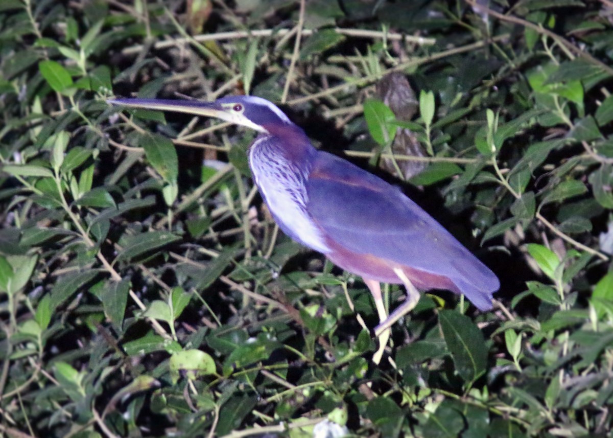 Agami Heron - ML617716058