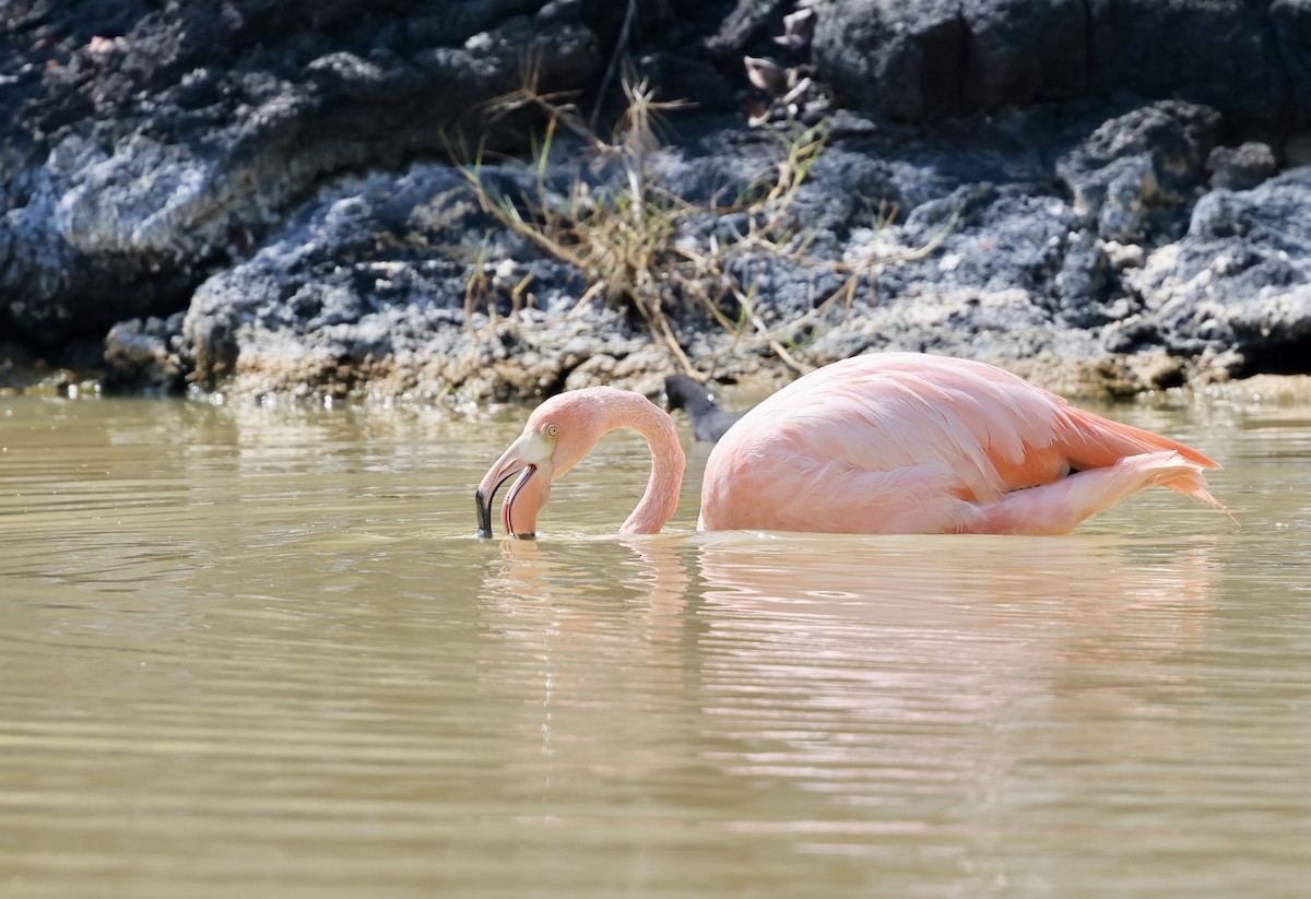 Amerika Flamingosu - ML617716065