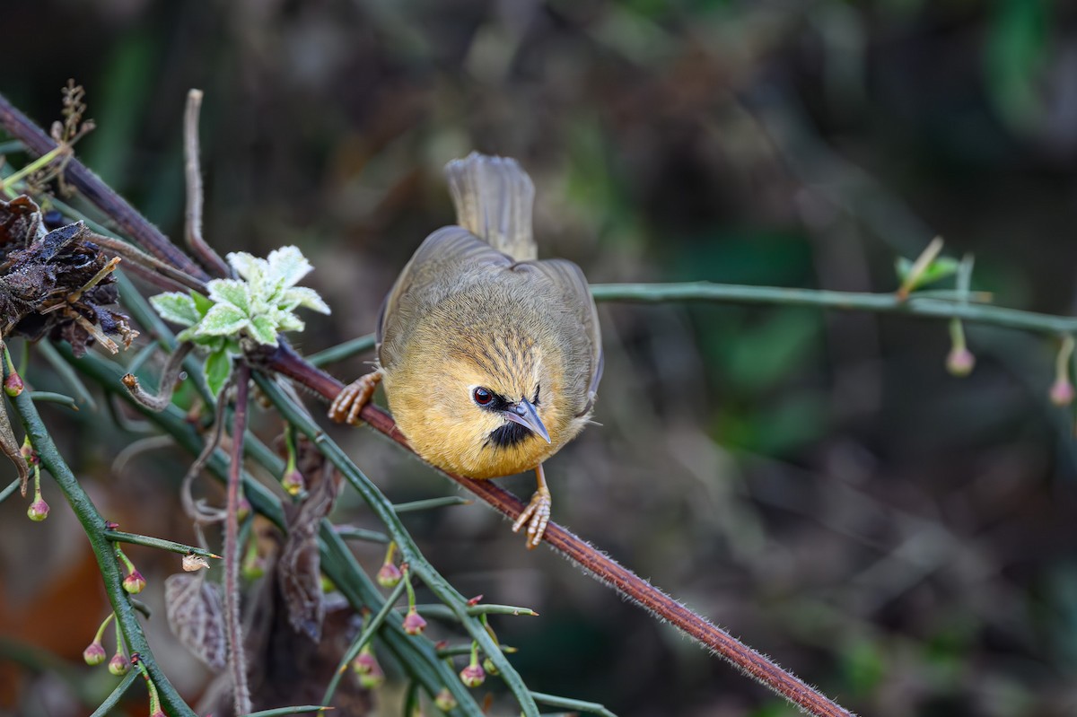 Black-chinned Babbler - ML617716077