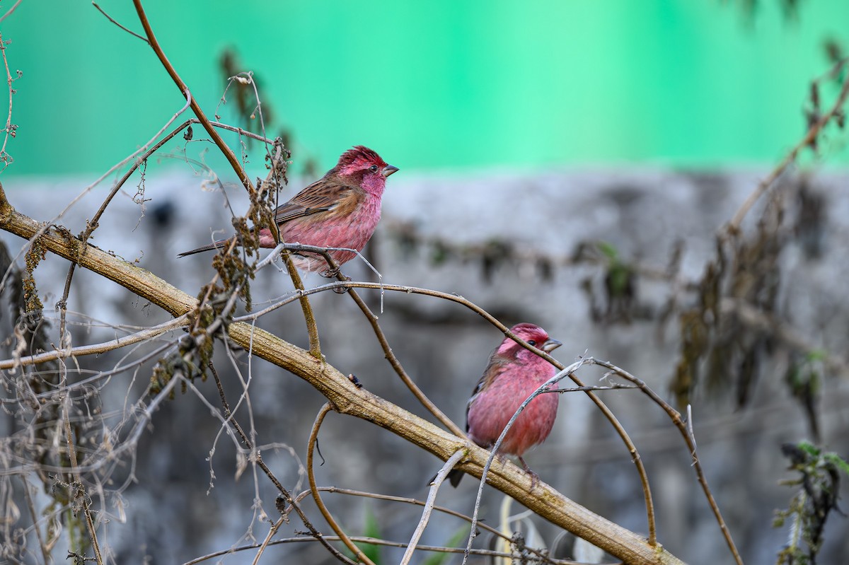 Pink-browed Rosefinch - ML617716087