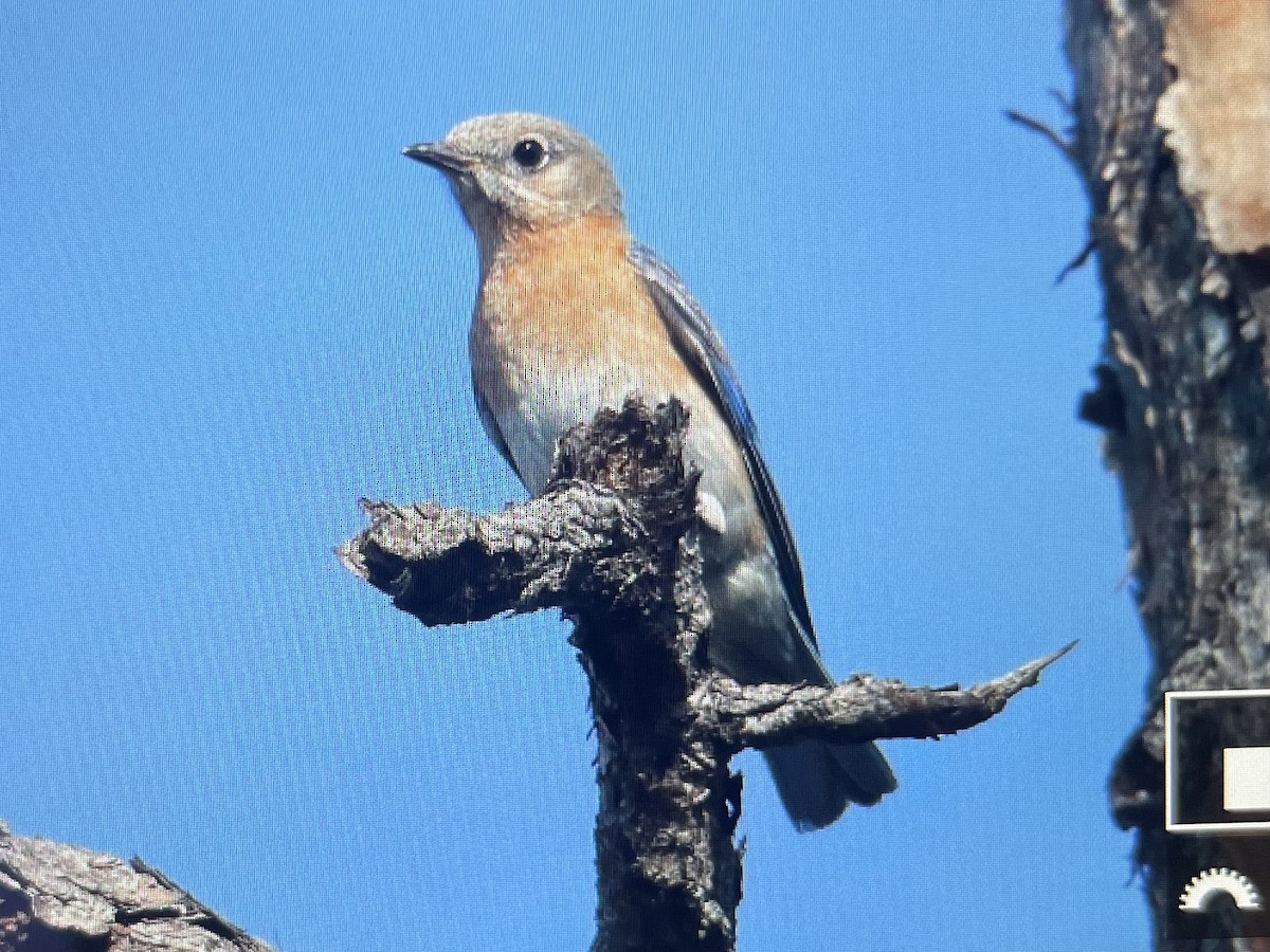Eastern Bluebird - ML617716105