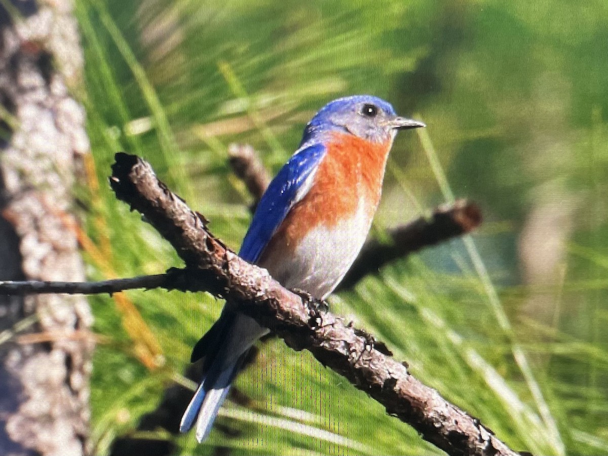 Eastern Bluebird - ML617716107
