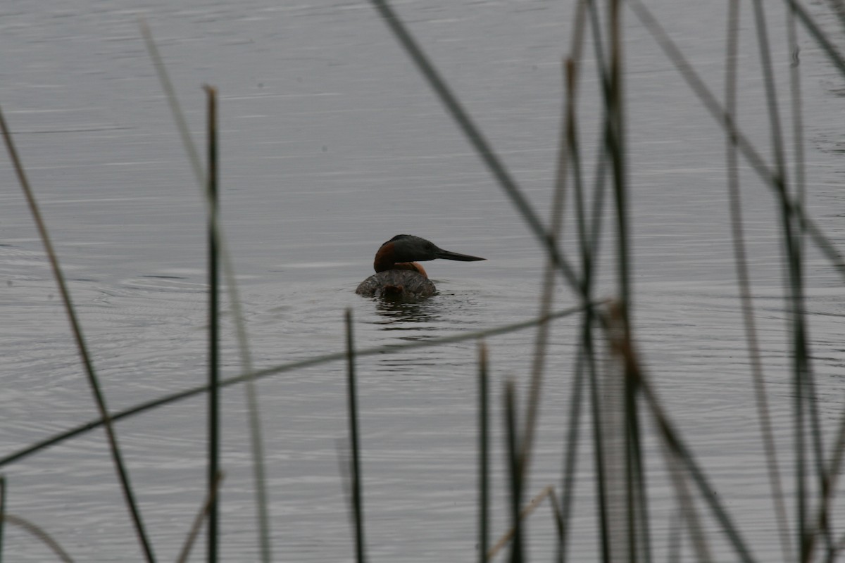 Great Grebe - ML617716115