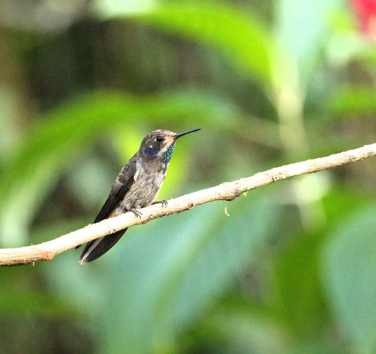 Brown Violetear - ML617716138