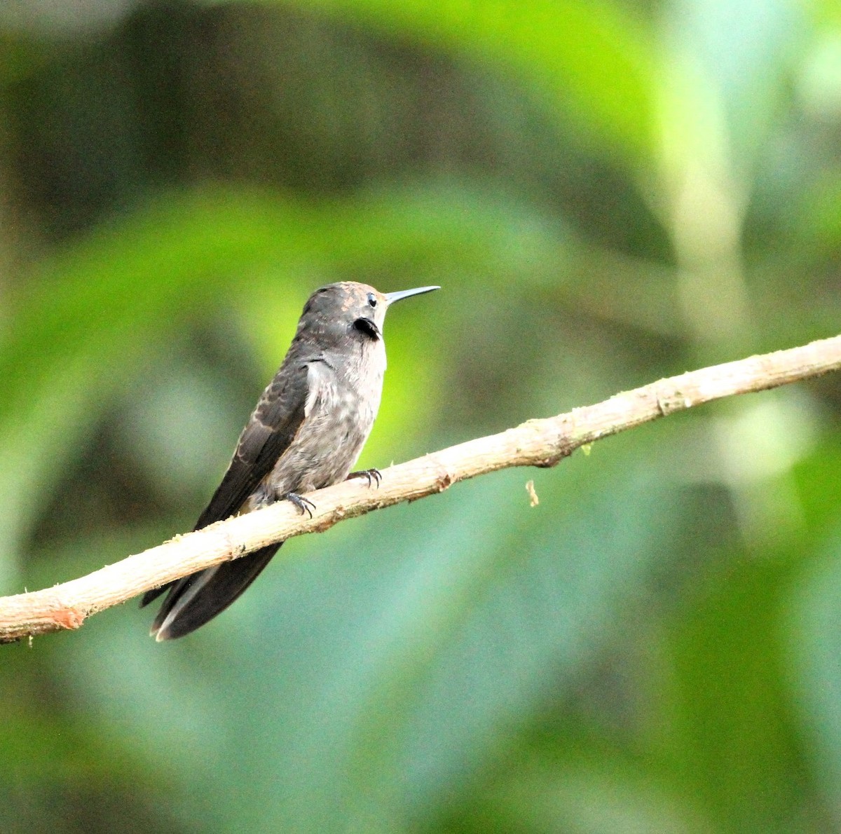 Brown Violetear - Gisèle Labonté