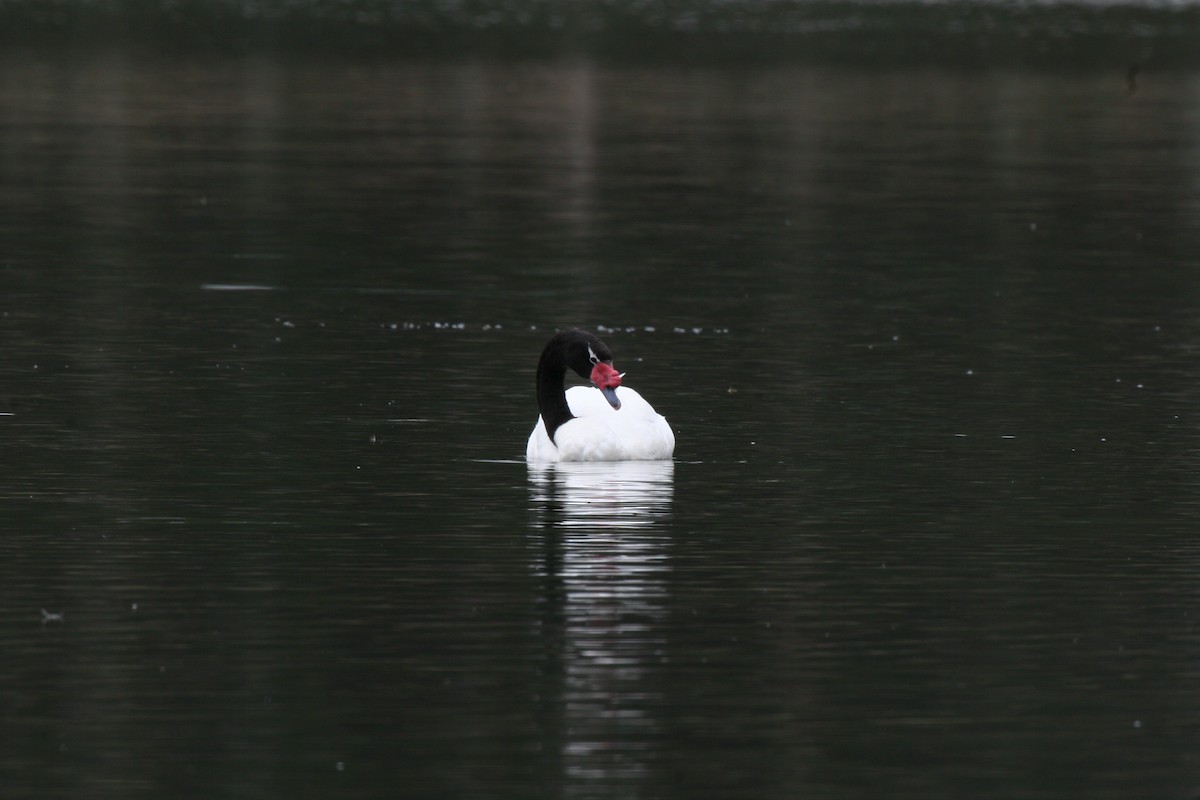 Black-necked Swan - ML617716147