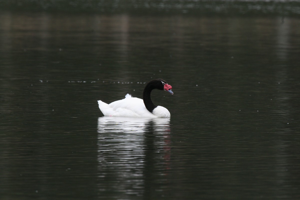 Black-necked Swan - ML617716148